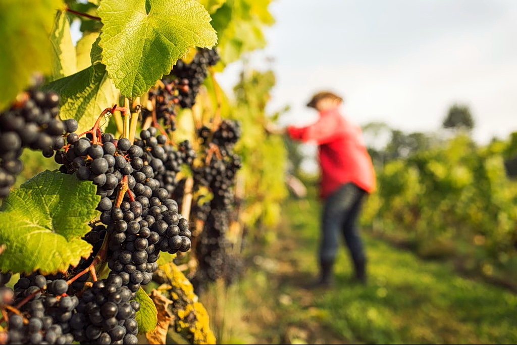 Greek Wine Production Up 1.2% as Stocks Rise Across Europe