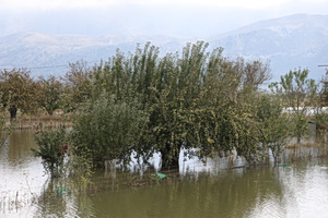 Floods Destroy Up to 70% of Crops on Crete Plateau