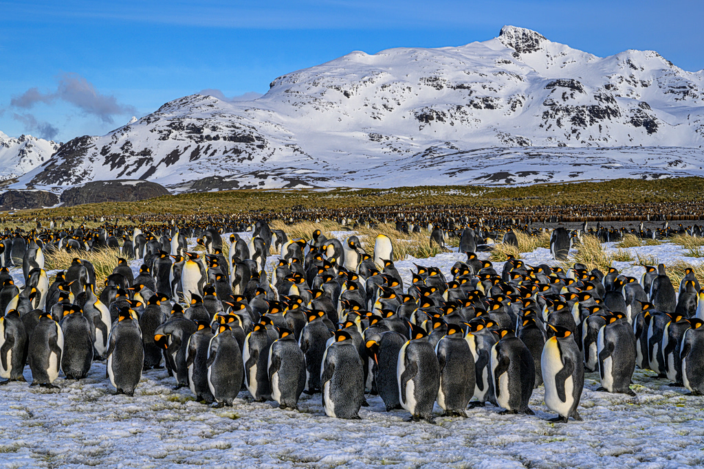 The Antarctic Job That Pays You to Work With Penguins