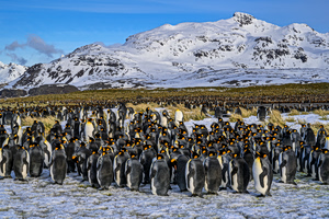 The Antarctic Job That Pays You to Work With Penguins