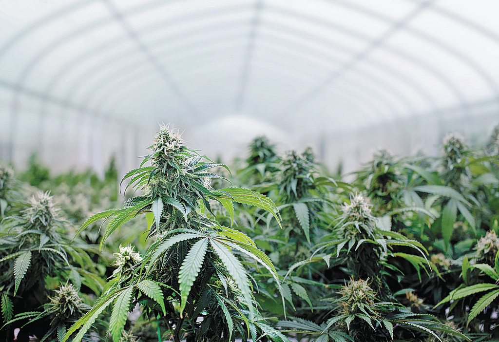 Major Cannabis Farm Found in Attica, Three Arrested