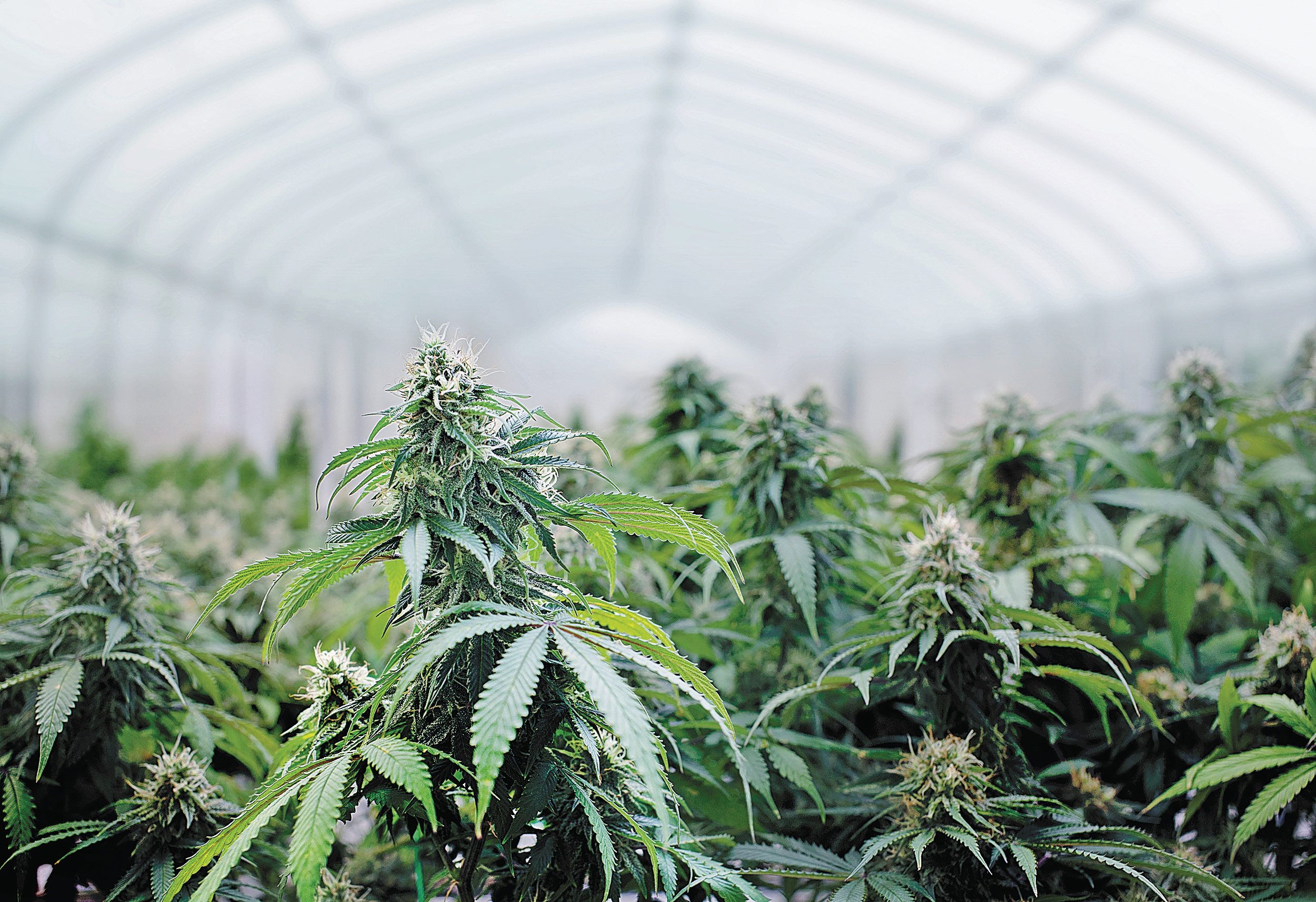 Major Cannabis Farm Found in Attica, Three Arrested