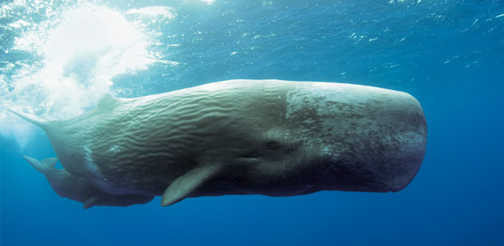 Sperm Whale Caught on Video Off Greek Island of Ikaria