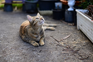 Woman Handed Suspended Sentence for Seriously Injuring Neighbor’s Cat
