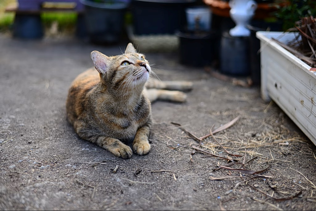 Woman Handed Suspended Sentence for Seriously Injuring Neighbor’s Cat
