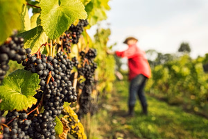 Climate Change Eyed as Reason for Dipping Greek Wine Harvest